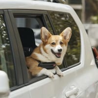 Debuta Uber Pet, la opción para viajar con mascotas
