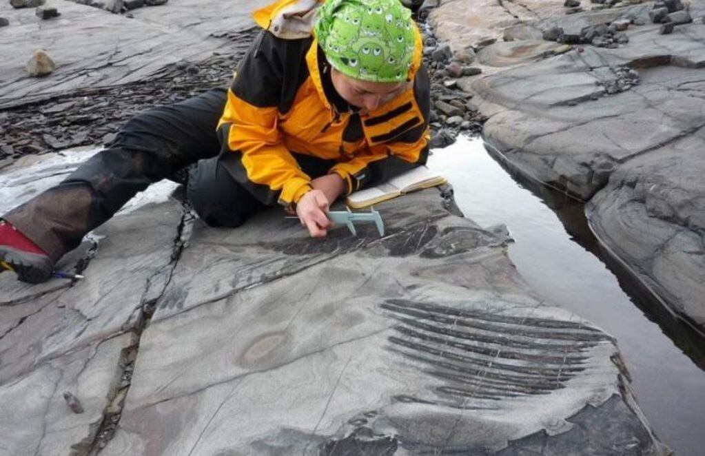 La palentóloga le hace mediciones al fósil.
