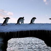2 millones de km² de déficit: estudio chileno investiga misteriosa pérdida de hielo en la Antártica