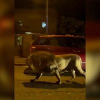 Registran a un león suelto por las calles de una ciudad de Italia
