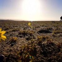 Plantas y bacterias en el Desierto de Atacama: ¿Cómo pueden sobrevivir en condiciones tan inhóspitas?