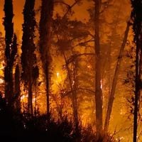Llaman a evacuar sector de Linares tras avance de incendio forestal: Senapred declaró alerta roja