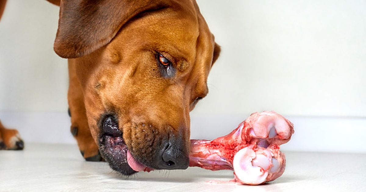  Por qué no deberías darle huesos a tu perro