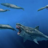 Los tiburones gigantes que vagaron por los mares, podían darse un festín con enormes comidas