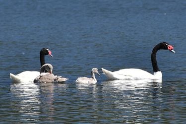 Confirman primer caso de gripe aviar en Región de Los Ríos: se trata de cisne de cuello negro