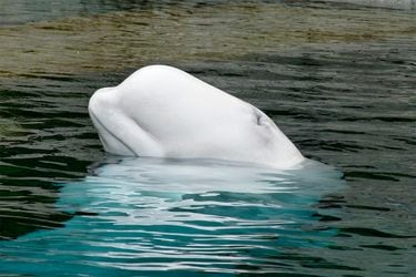 ballena-beluga