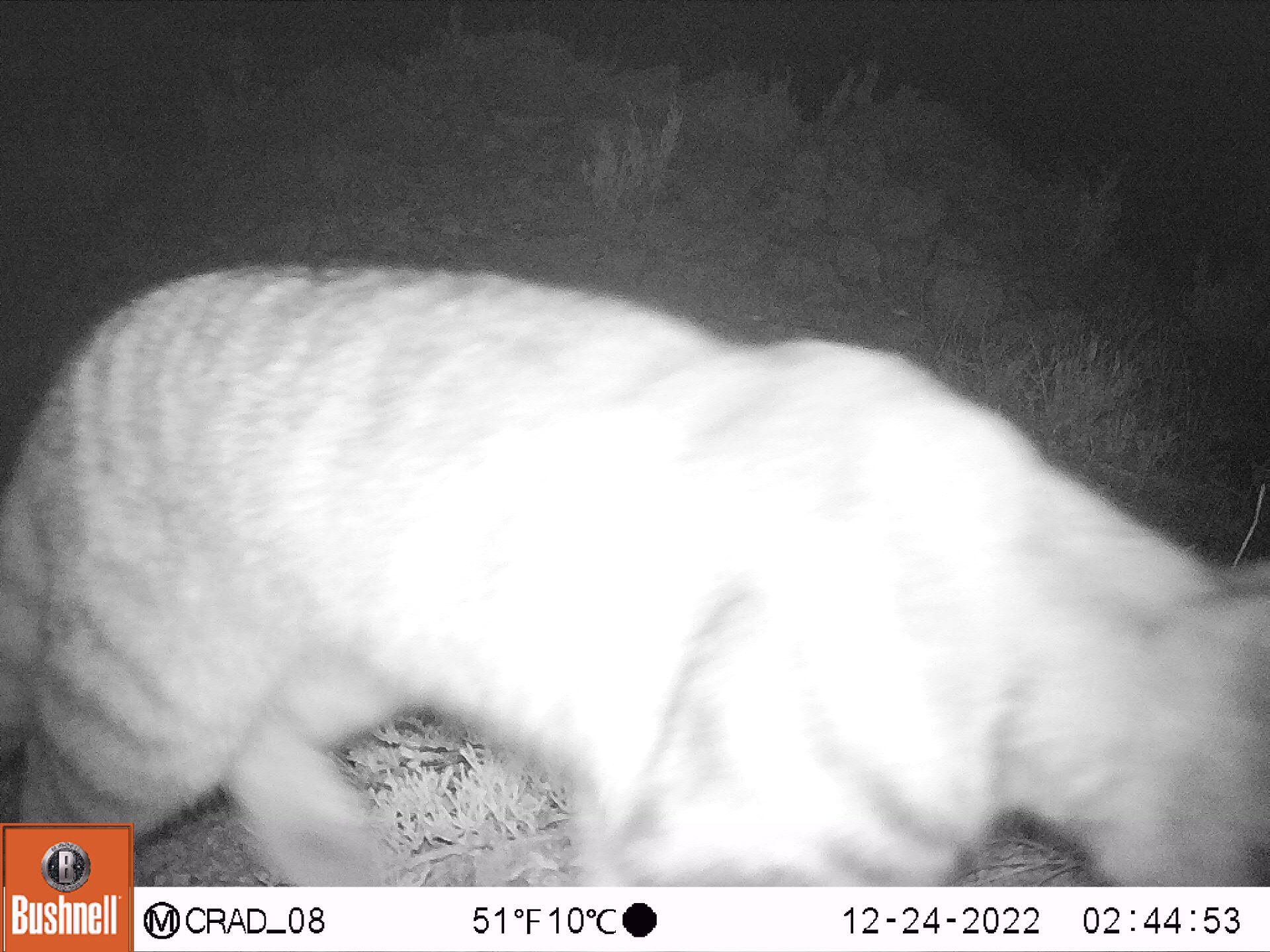 Usando cámaras trampa, Conaf detecta presencia de “Fantasma de los Andes” en Parque Radal Siete Tazas