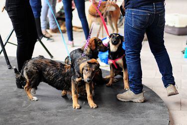 La tenencia de mascotas será fiscalizada. Foto: Aton Chile