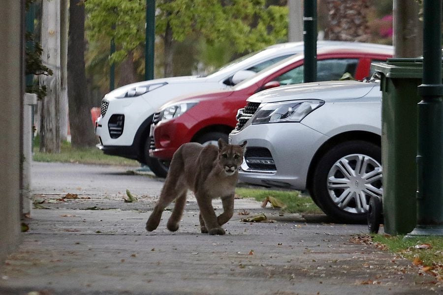 Puma suelto en la calle