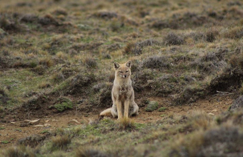 La mirada de un zorro chilla. FOTO: Carlos Zurita