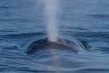 Con chips satelitales rastrean las misteriosas rutas de las ballenas azules y fin en costas chilenas