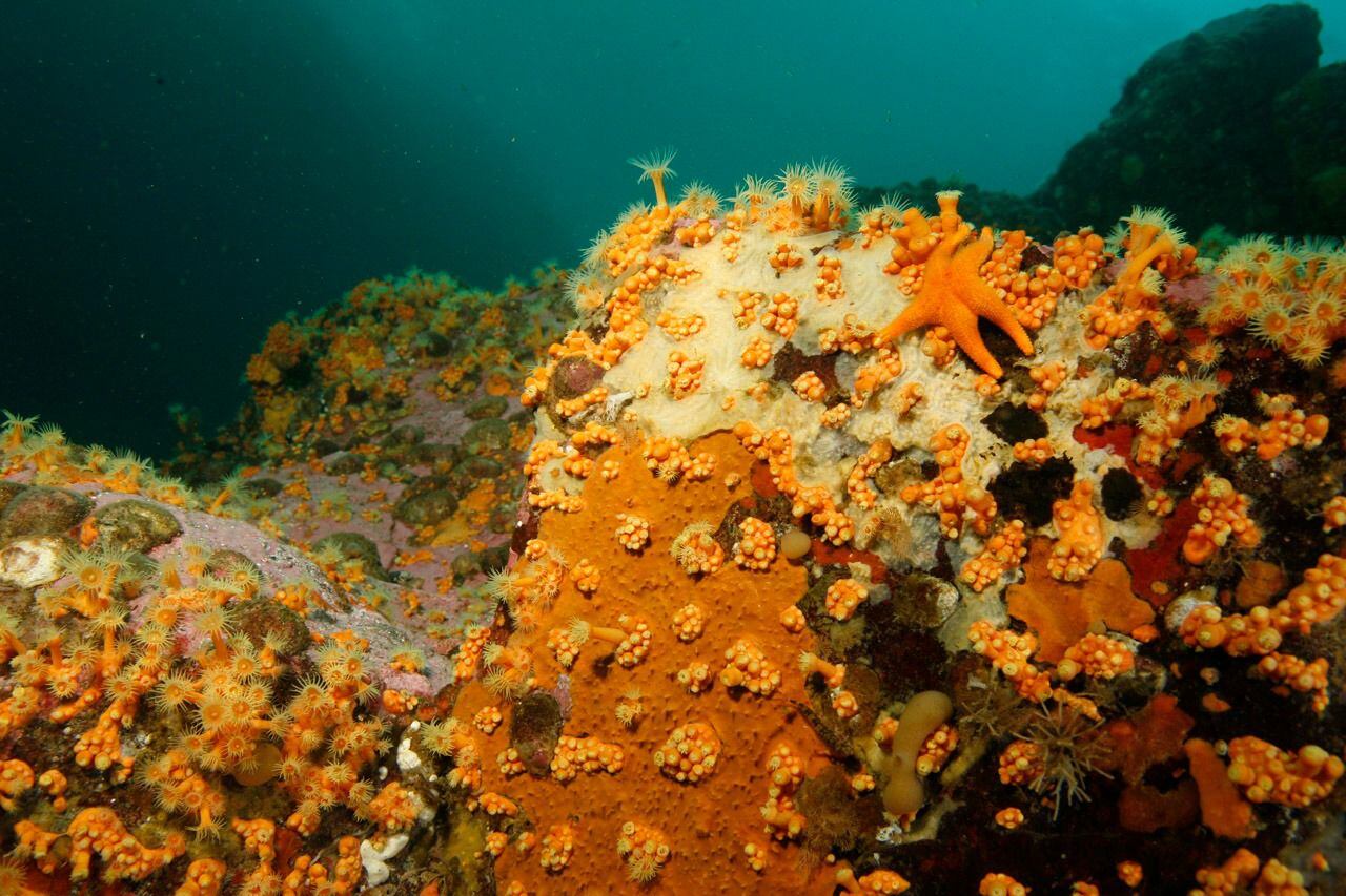 Corales y peces en peligro El desastre ambiental que golpea al fiordo