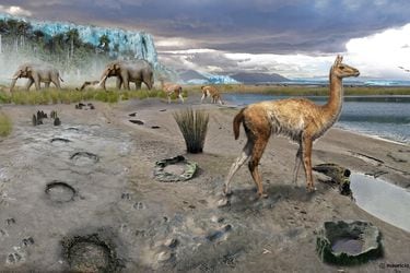 Descubren increíbles especies extintas de la Era del Hielo en Quintero