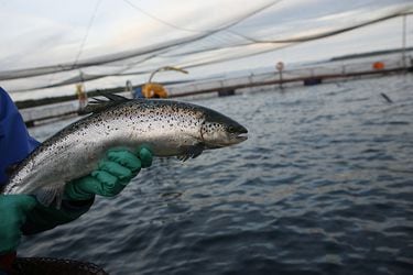 SMA recuerda a Centros de Engorda de Salmones sus obligaciones ante la posibilidad de mortalidades masiva de peces
