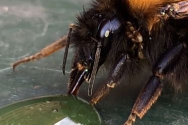 Estudio revela que los pesticidas dañan el cerebro de las abejas