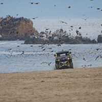 Presencia de vehículos y caballos en playas, dunas y humedales se convirtió en una amenaza  cada vez más peligrosa para las aves costeras