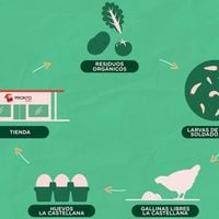 Cómo se transforman los residuos orgánicos en proteína de alta calidad para animales