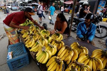 Cómo es el hongo que afecta a los plátanos y podría agravar la crisis de hambre en Venezuela