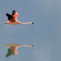 Lago Peñuelas recupera 170 hectáreas de agua y a emblemáticas especies como el flamenco