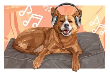 Música para perros: cómo estas mascotas interactúan con el sonido