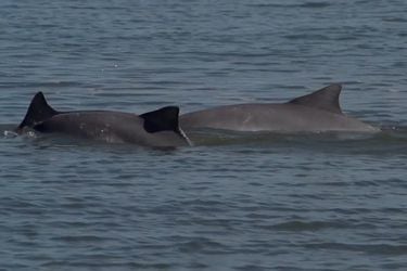 Catalogan “en peligro de extinción” al delfín tucuxi del Amazonas