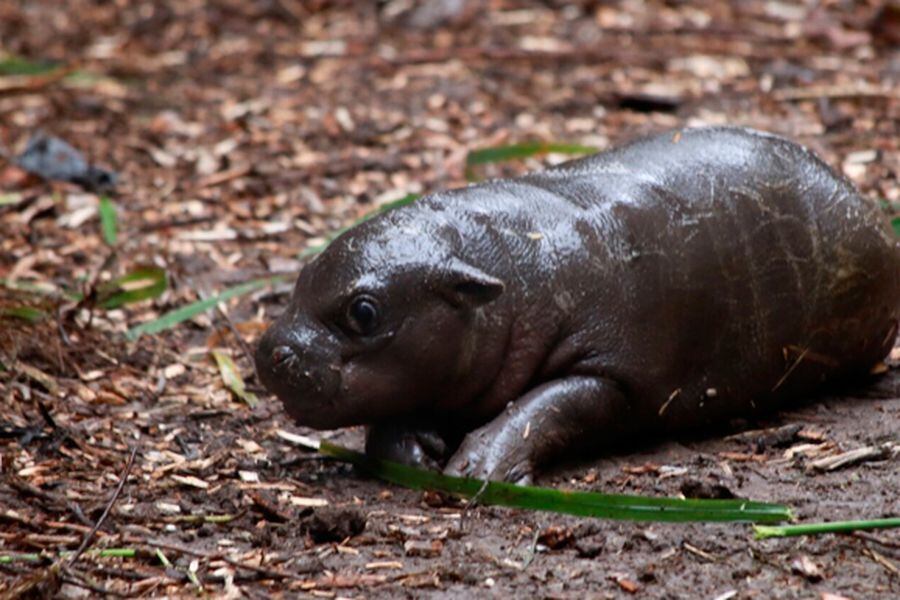 por que esta en peligro de extincion el hipopotamo pigmeo