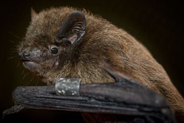 Detectan casos de murciélagos y gatos con rabia en la Quinta Región