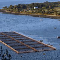Blumar estima en US$8,5 millones pérdidas por “bloom de algas”en centros de cultivo de salmón en Aysén 