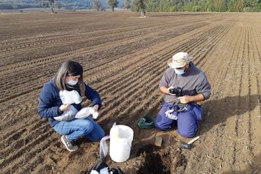 U. de Chile busca disminuir costos, aumentar productividad y reducir huella de carbono de agricultores mediante nueva tecnología de monitoreo de suelos