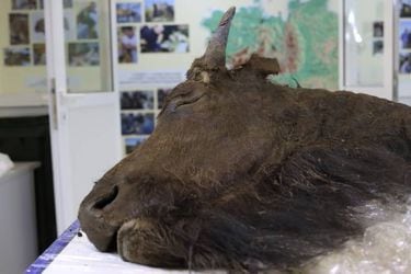 Investigadores quieren clonar un antiguo bisonte hallado en el permafrost