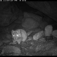 Video muestra presencia de extraño animal que no se veía hace 12 años en la Región de Atacama