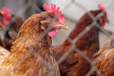 Ministro de Agricultura afirma que no hay nuevos brotes de influenza aviar en la industria de carnes blancas y hace llamado al consumo de pollo y huevo