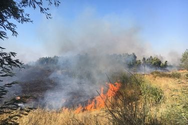 Declaran alerta roja para la comuna de Padre Hurtado por incendio forestal cercano a sectores habitados