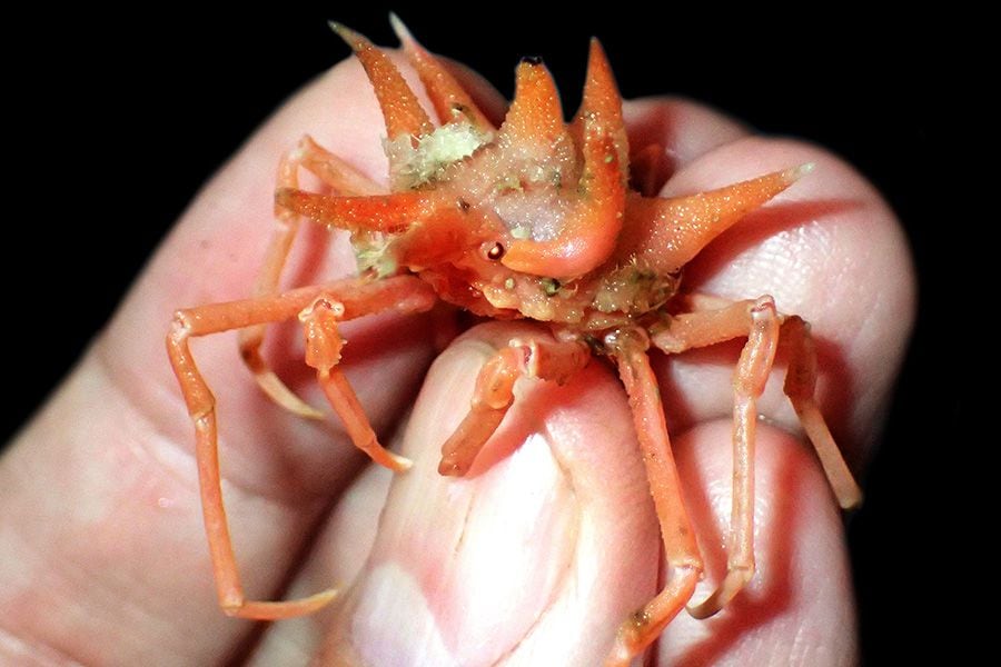 unnamed-spider-crab