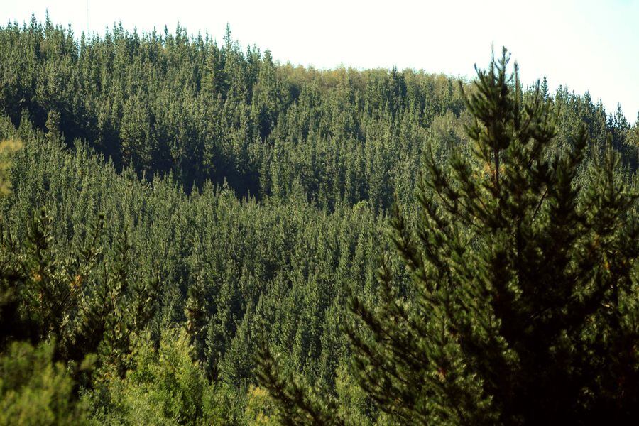 Plantaciones de Pino y Eucaliptos