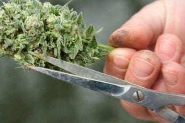 Comisión del Senado aprueba indicación para tener hasta cinco plantas de marihuana para uso personal