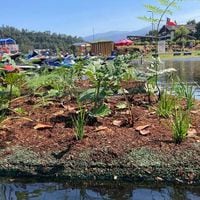 Humedales artificiales: la gran solución frente a la sequía y la contaminación de lagos y lagunas en Chile  