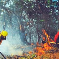 IX Región: ola de incendios destruye más de 2 mil hectáreas