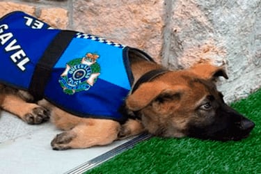 perro-policia