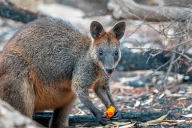 Equipos lanzan alimento a animales afectados por incendios en Australia (Reuters)