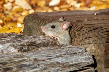 Hantavirus: ¿Cómo espantar a los ratones del hogar?