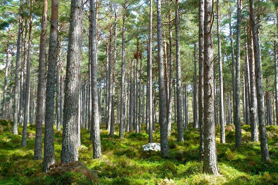 Bosque, árboles