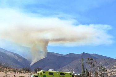 Incendio forestal en Los Vilos permitió desmantelar un cultivo de 350 plantas de marihuana