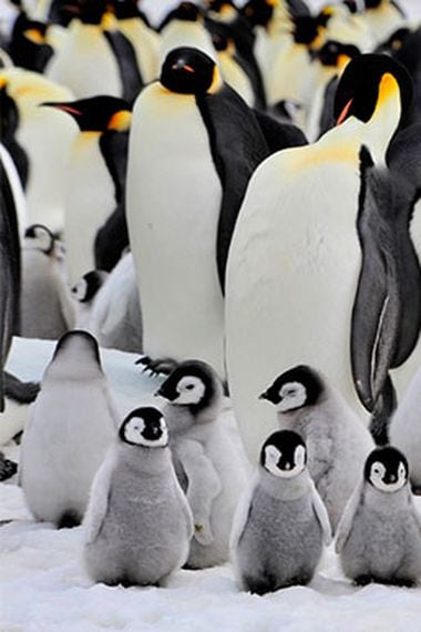 emperadores no sobrevivirán al cambio climático emigren a mejores terrenos - La Tercera