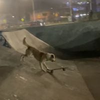 Perro “skater” sorprende con sus piruetas en Iquique