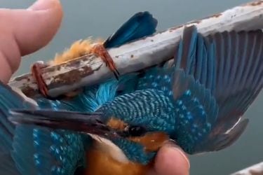 Hombre libera a un pequeño pájaro atrapado en una baranda cogelada