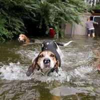 Florence | El momento en que voluntarios rescatan a perros abandonados en medio de inundaciones