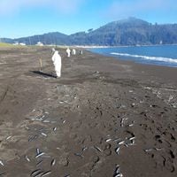 Reportan masiva varazón de anchovetas en Hualpén