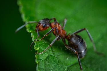 Sacada de una película de terror: el primer plano de una hormiga y su explicación