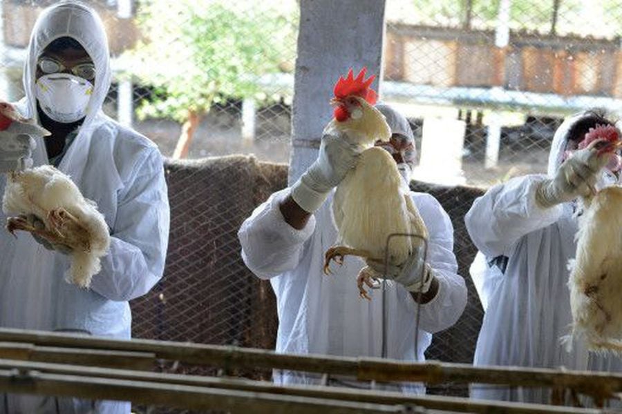 Detectan primer caso de transmisión de una cepa de gripe aviar al ser  humano en Rusia - La Tercera
